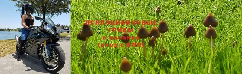 даркнет сайт  Кунгур  Галлюциногенные грибы MAGIC MUSHROOMS 